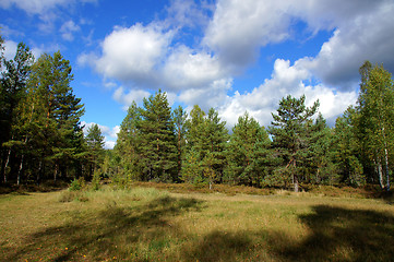 Image showing Forest and sky