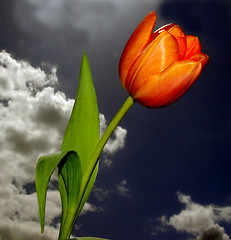 Image showing Beautiful Tulip