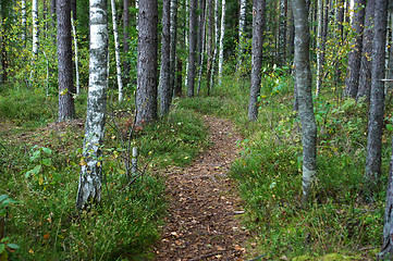 Image showing Path in the forest 