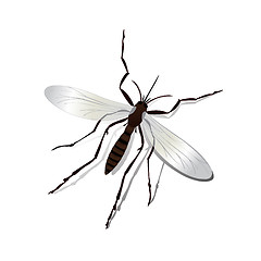 Image showing Mosquito