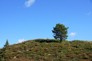 Image showing Tree and the sky