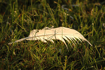 Image showing White feather on grass