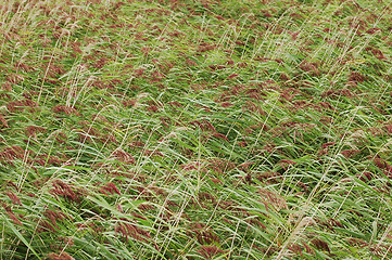 Image showing bulrush texture