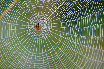 Image showing spider net