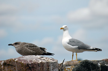 Image showing seagull 