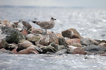 Image showing seagull 