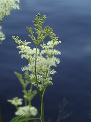 Image showing cows parsley