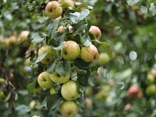 Image showing apple tree