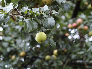 Image showing apple tree