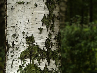 Image showing birch trunk