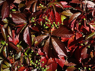 Image showing Autumn leafs