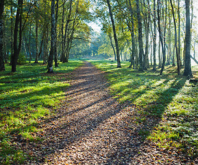 Image showing Illuminated by sunshine alley in autumn Park