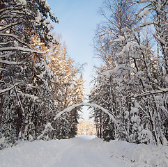 Image showing Snow covered path during winter wood