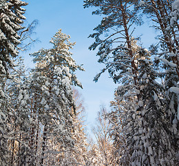 Image showing Snow covered winter wood