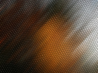 Image showing Lizard Skin Background or Wallpaper