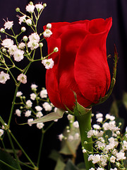 Image showing Bouquet of Roses