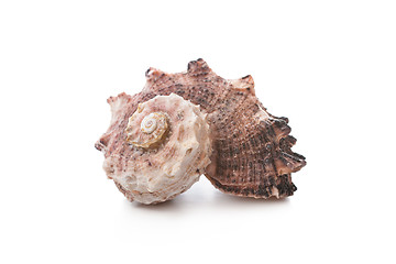 Image showing Sea shell