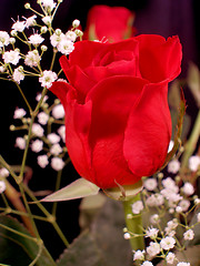 Image showing Bouquet of Roses