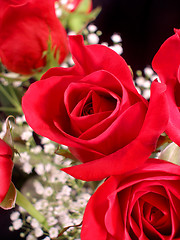 Image showing Bouquet of Roses