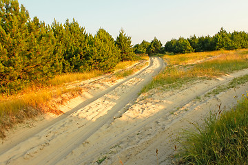 Image showing Fork road on sandy soil among pine forest