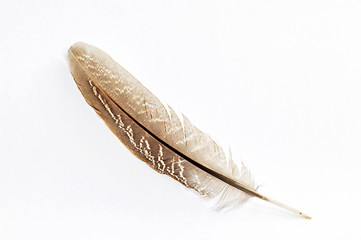 Image showing Feather