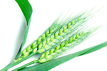 Image showing Fresh green wheat ears