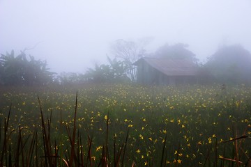 Image showing Foggy Countryside