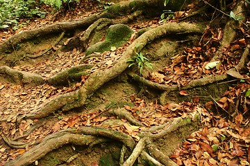 Image showing Roots