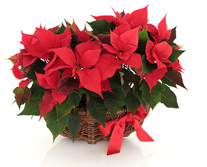 Image showing Poinsettia Flower Arrangement