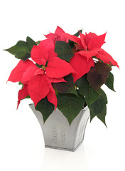 Image showing Poinsettia Flowers