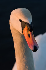 Image showing White swan 