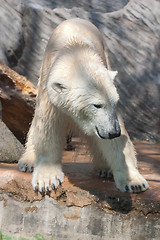 Image showing Young Polar Bear
