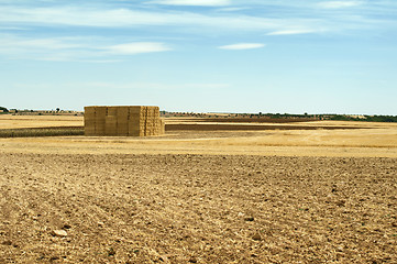 Image showing Straw bales in a wheat field