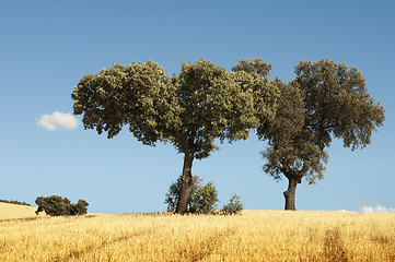 Image showing Acorns trees