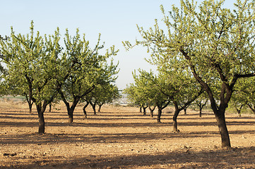 Image showing Almond plantation trees