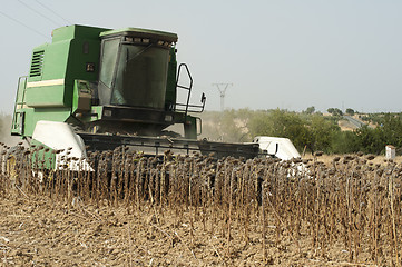 Image showing Harvester reaps sunflowers