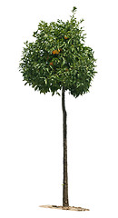 Image showing Orange tree with fruits