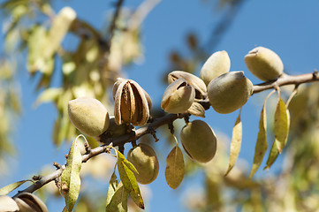 Image showing Nearly ripe almonds