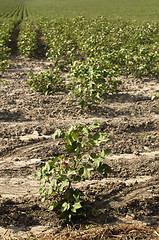 Image showing Cotton blossom 