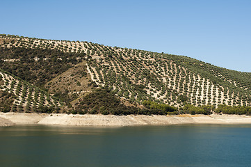 Image showing Olive trees in plantation