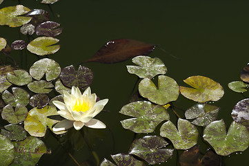 Image showing Water lily flower