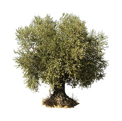 Image showing Olive tree white isolated