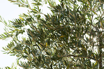 Image showing Olives on a branch