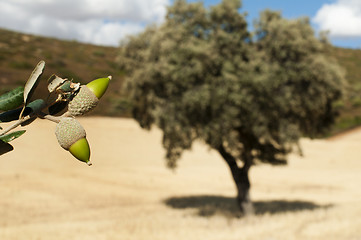 Image showing Acorns tree and arcon