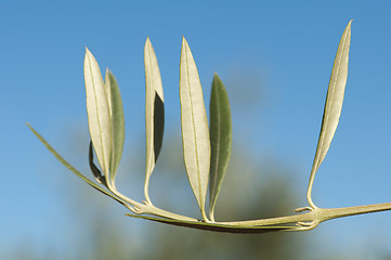 Image showing Olive branch without olives