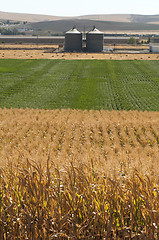 Image showing Corn plantation and processing plant factory