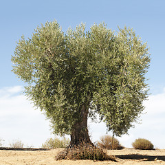 Image showing Olive tree