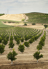 Image showing Yang orange trees plant