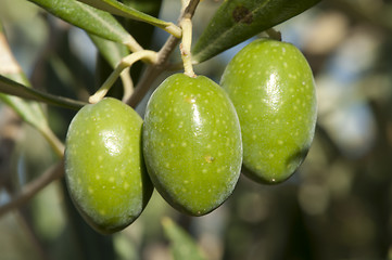 Image showing Olives on a branch