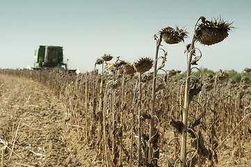 Image showing Harvester reaps sunflowers